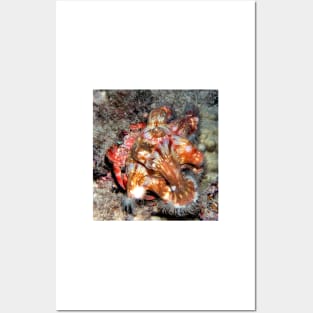 Decorator Crab with Anemone Riders Posters and Art